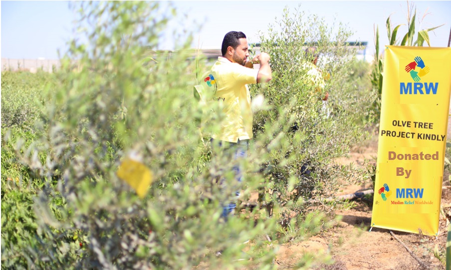 1000x600-olive-appeal